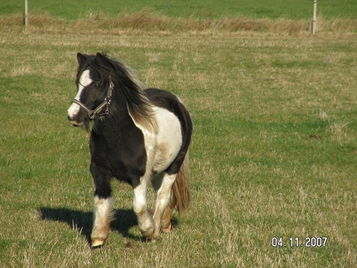 Shetlænder Sandgaardens .W. Djipsy billede 11
