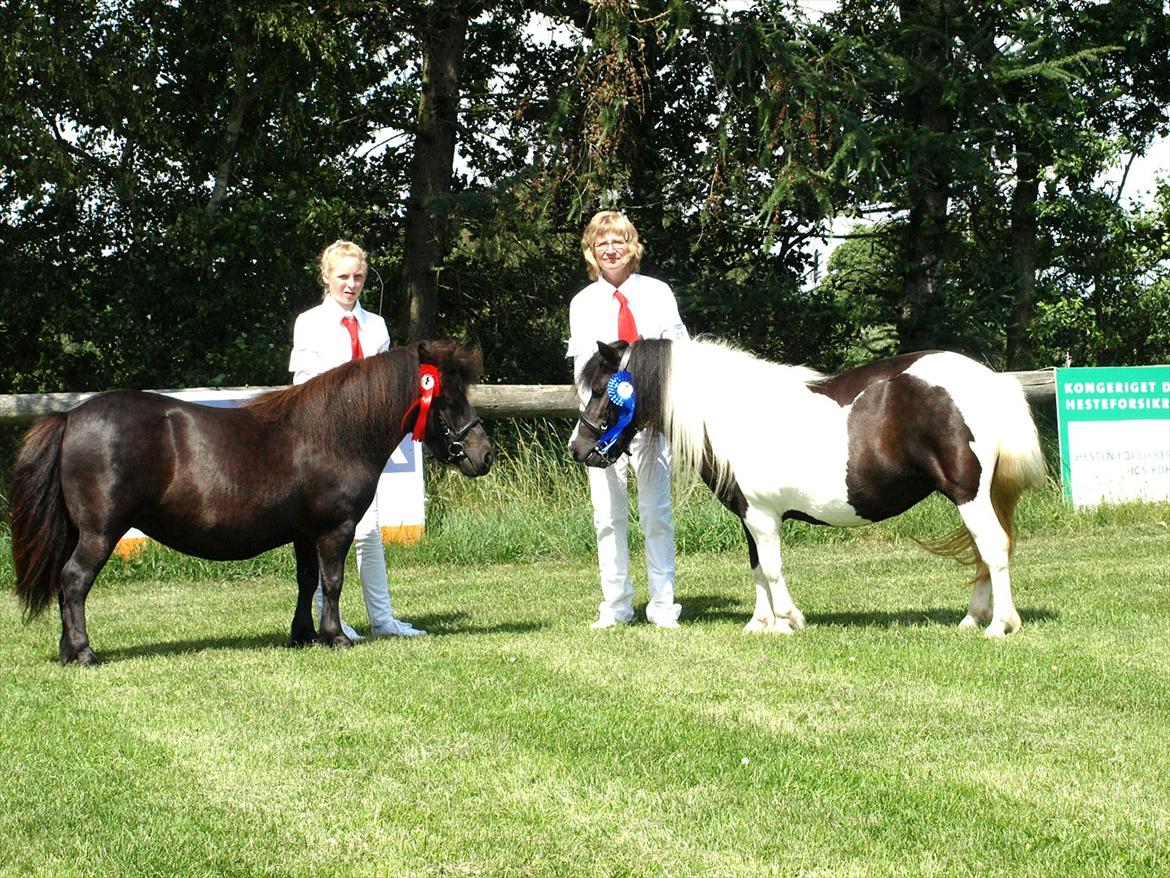 Shetlænder Sandgaardens .W. Djipsy billede 12