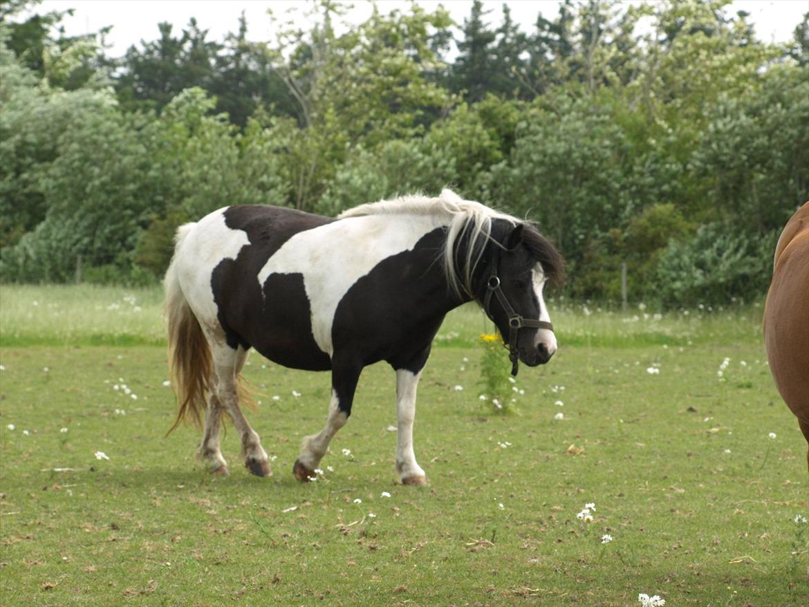 Shetlænder Sandgaardens .W. Djipsy billede 13