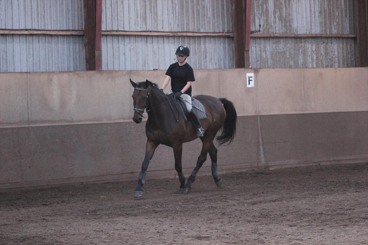 Dansk Varmblod Rubellit billede 3