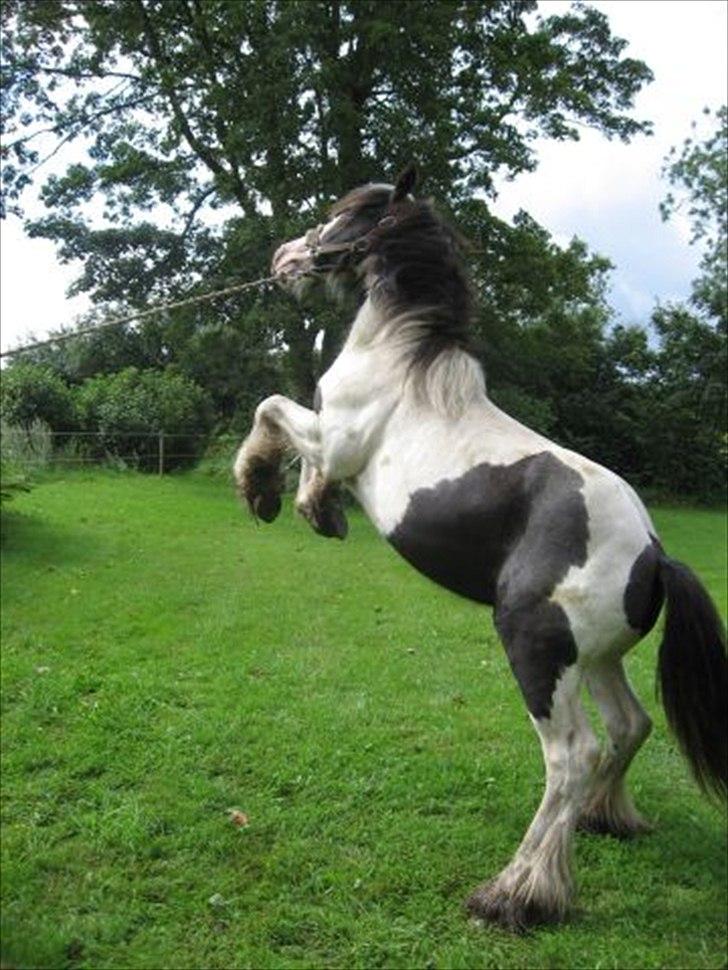 Irish Cob Schakesspeer - Okay.. Så posere jeg lige:) billede 6