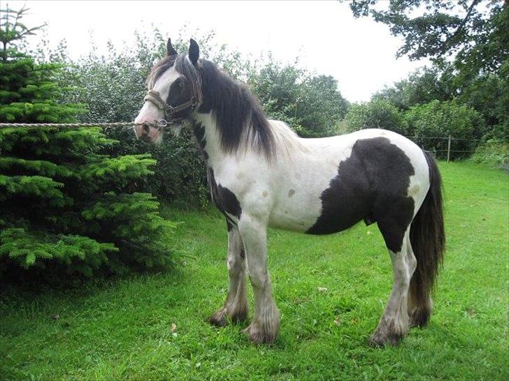 Irish Cob Schakesspeer billede 12