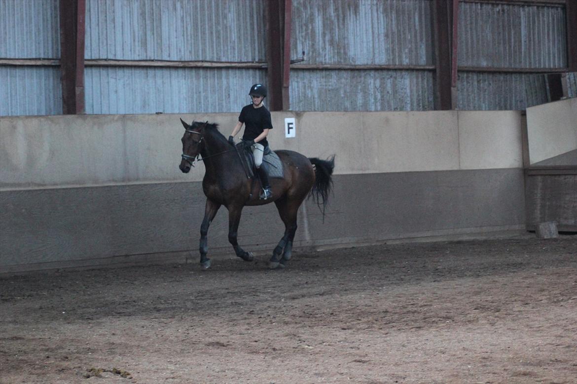 Dansk Varmblod Rubellit billede 5