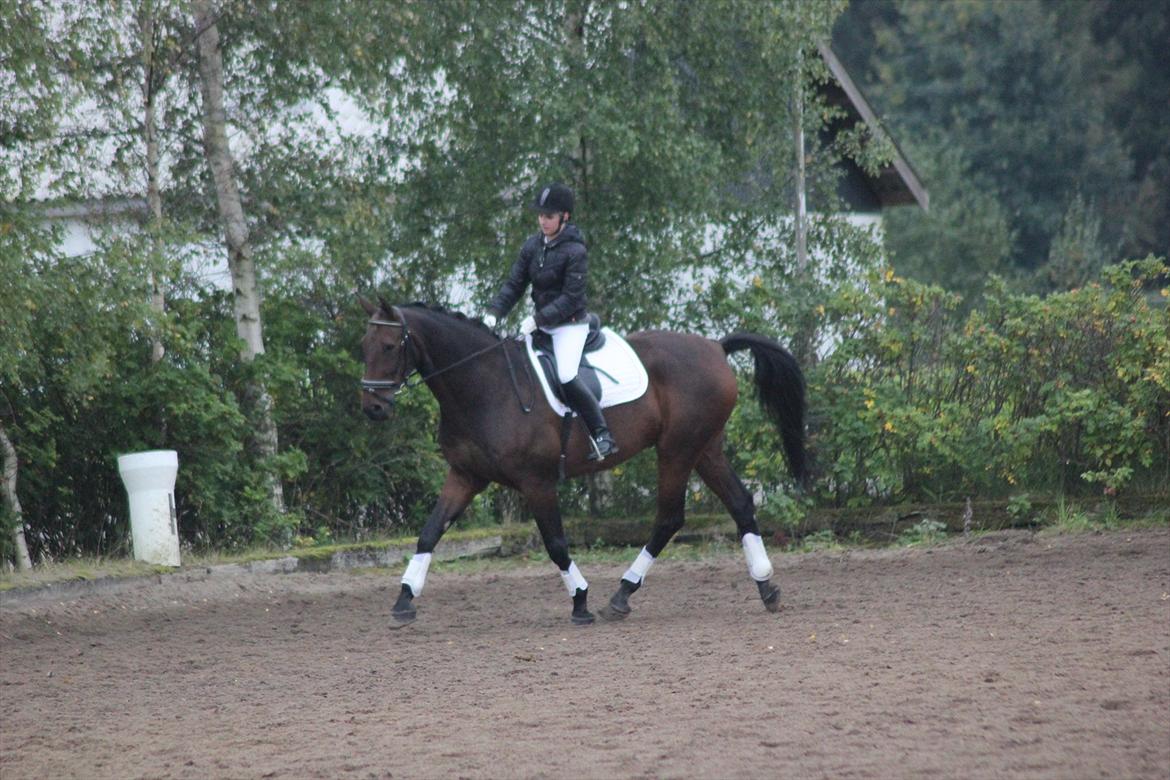 Dansk Varmblod Rubellit billede 7