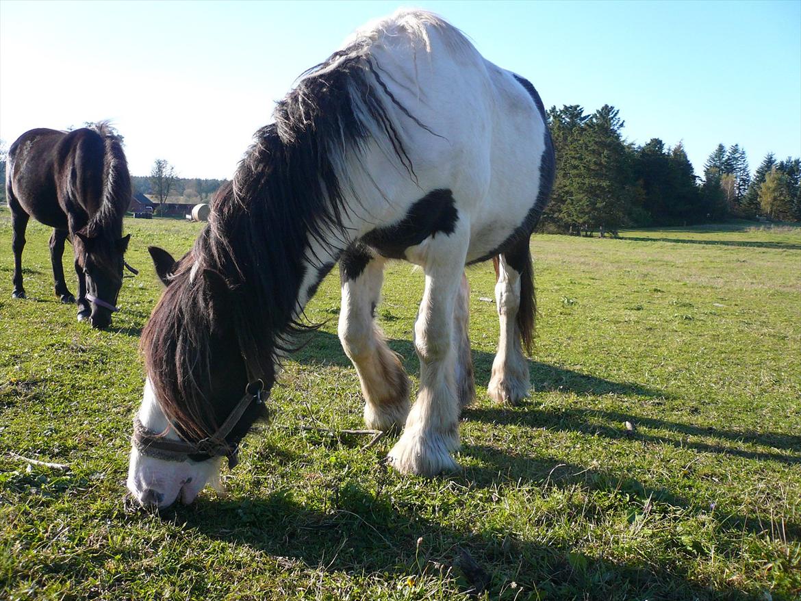 Irish Cob Schakesspeer billede 13