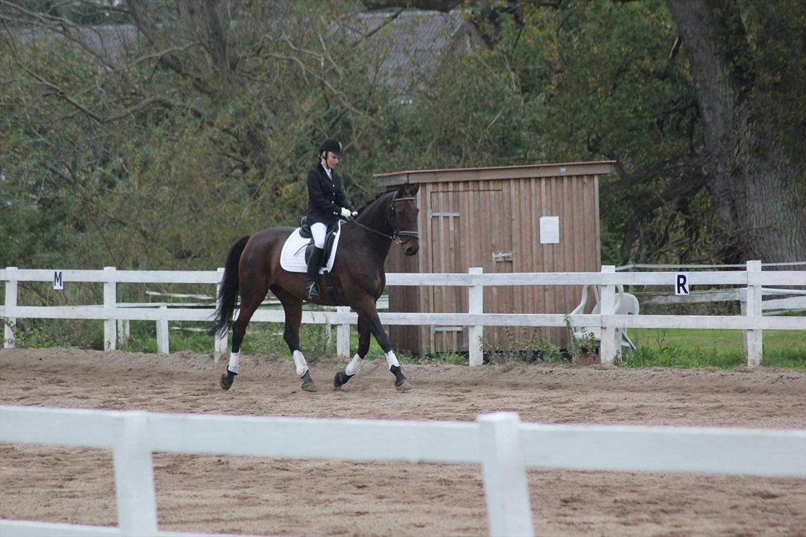 Dansk Varmblod Rubellit billede 9