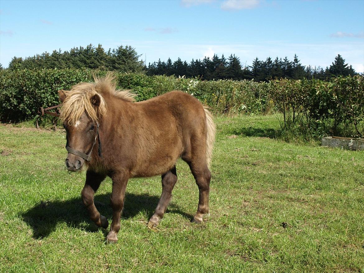 Shetlænder Sandgaardens Tekita.  SOLGT!  billede 7
