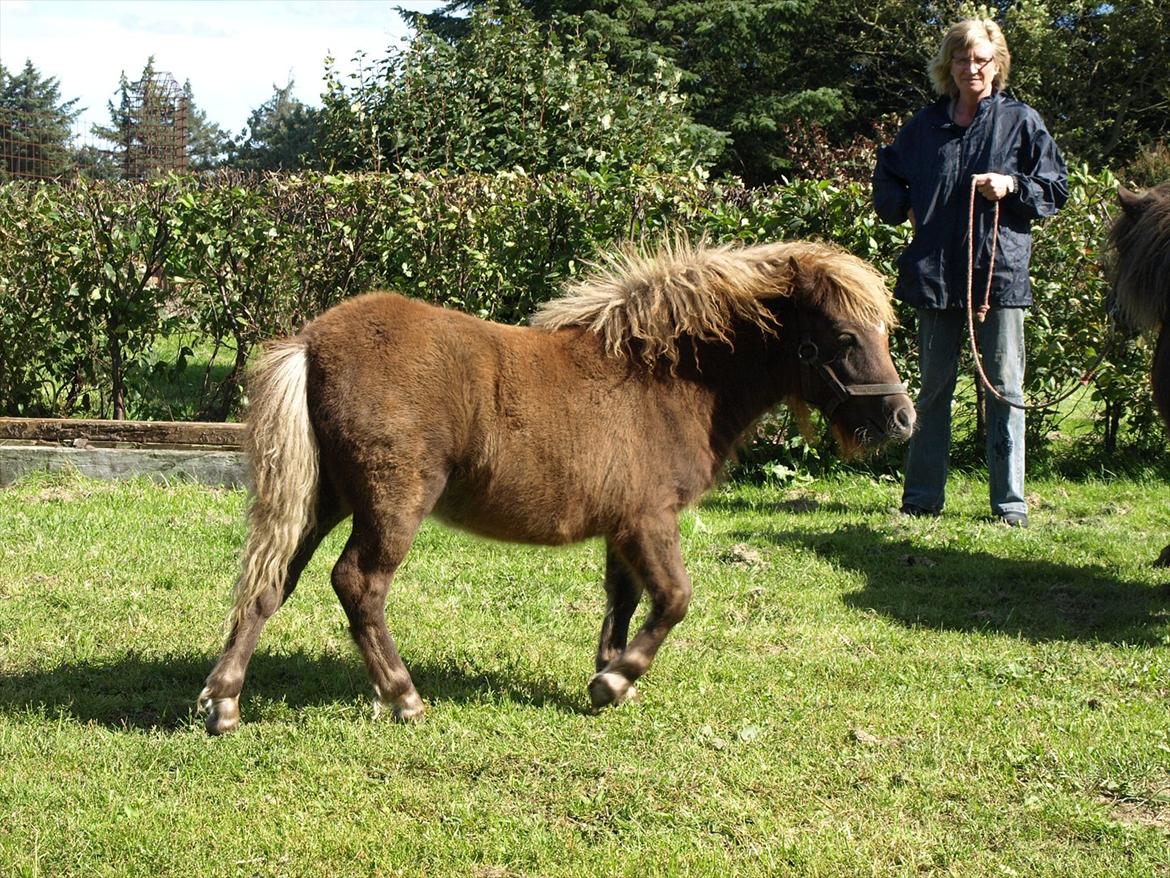 Shetlænder Sandgaardens Tekita.  SOLGT!  billede 8