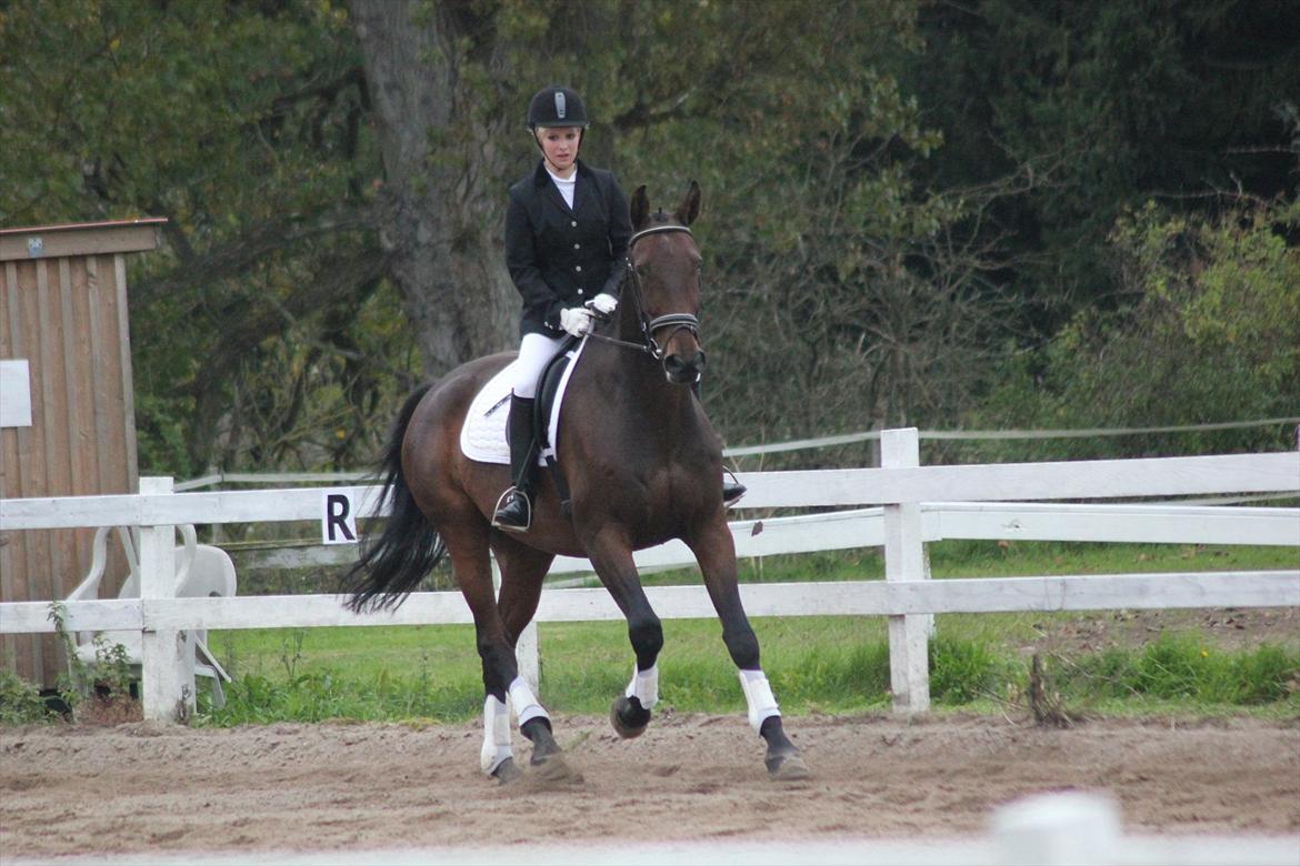 Dansk Varmblod Rubellit billede 12