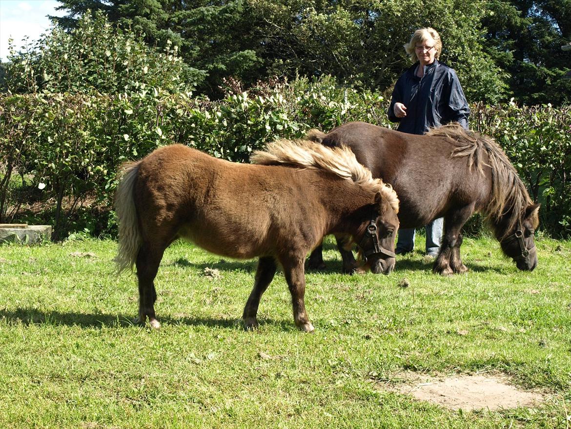 Shetlænder Sandgaardens Tekita.  SOLGT!  billede 9