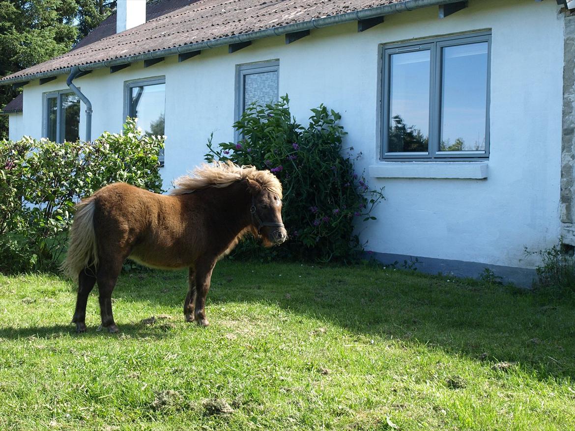Shetlænder Sandgaardens Tekita.  SOLGT!  billede 10