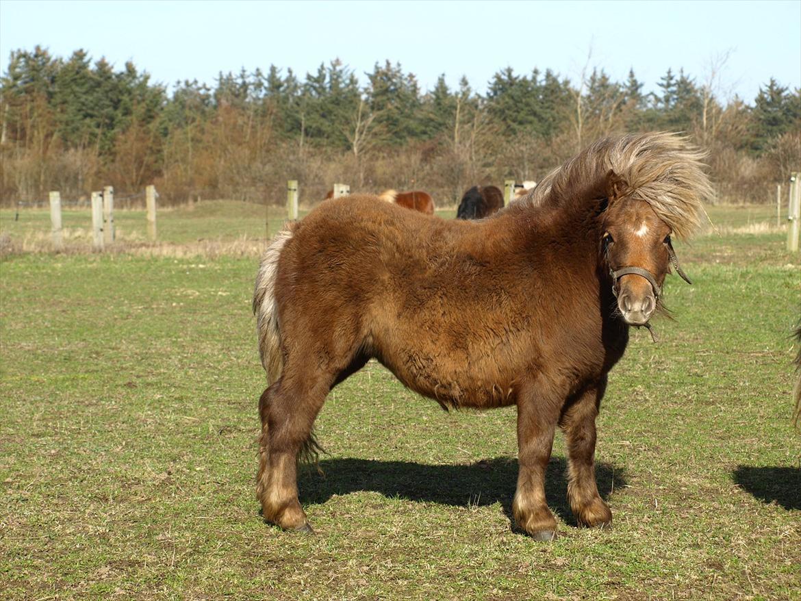 Shetlænder Sandgaardens Tekita.  SOLGT!  billede 11