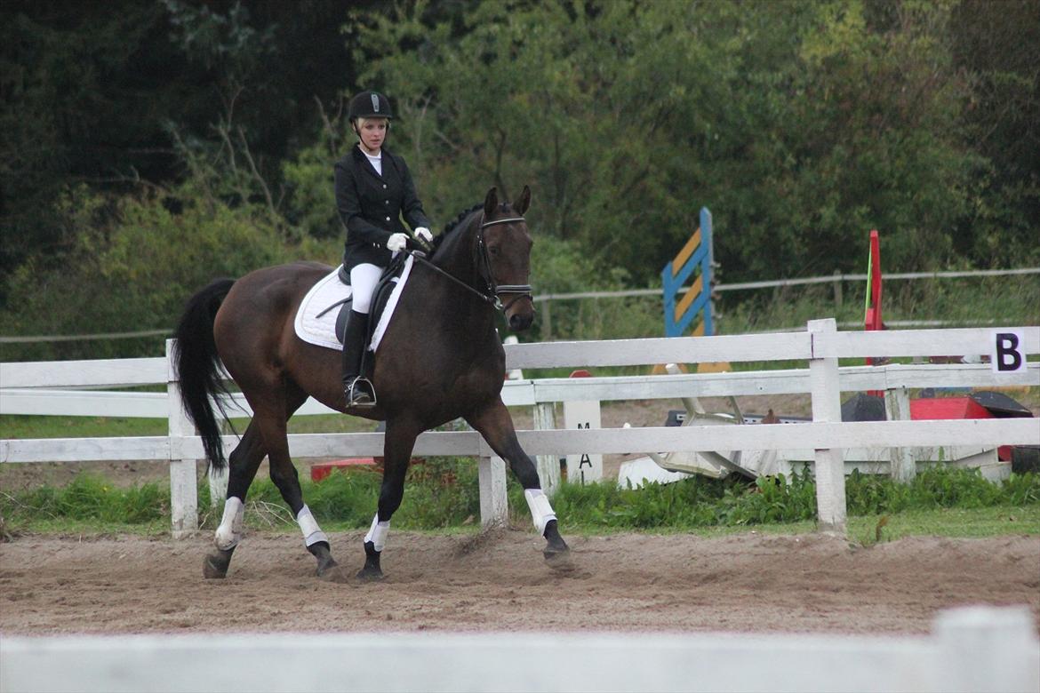 Dansk Varmblod Rubellit billede 14