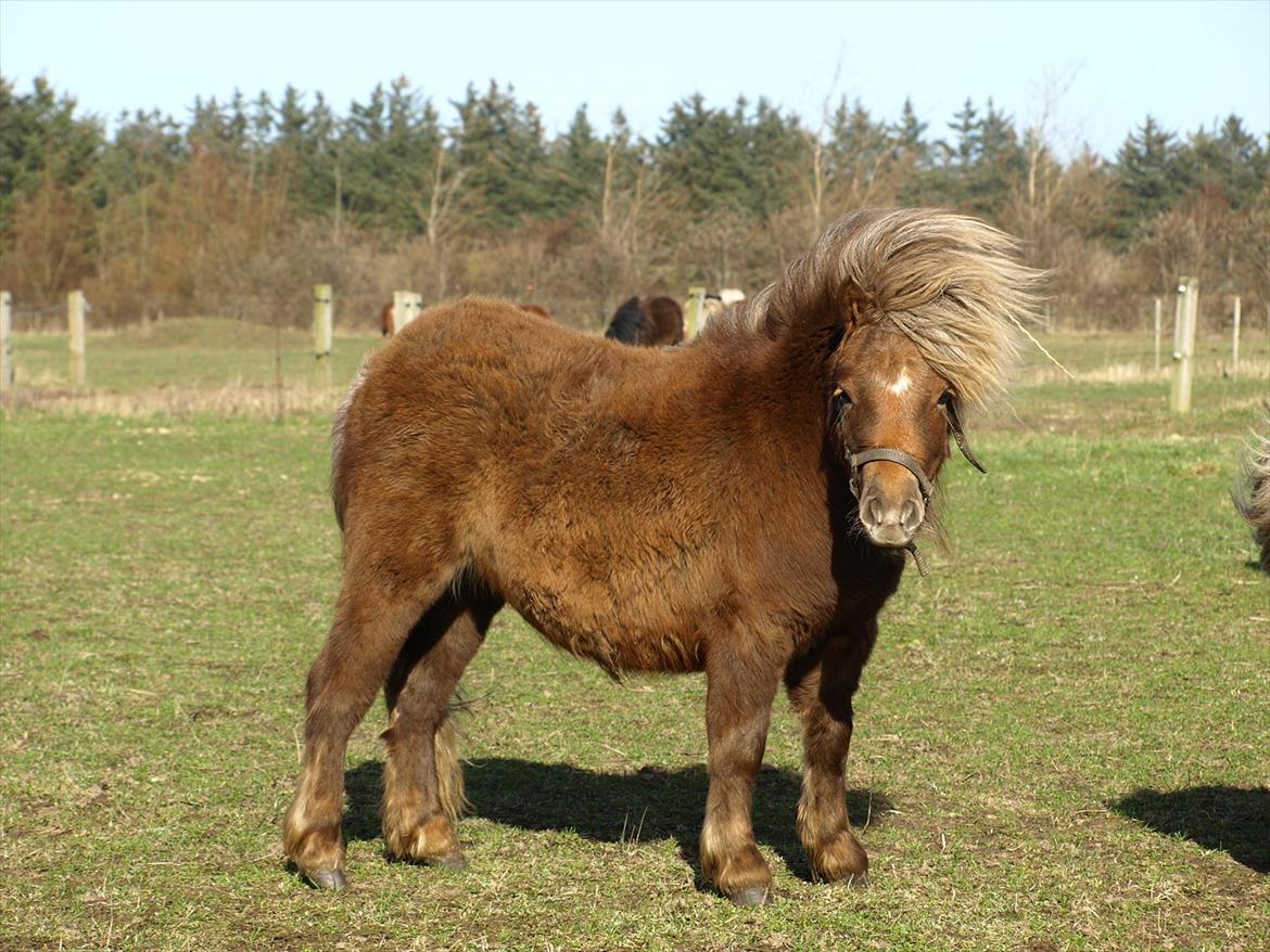 Shetlænder Sandgaardens Tekita.  SOLGT!  billede 1