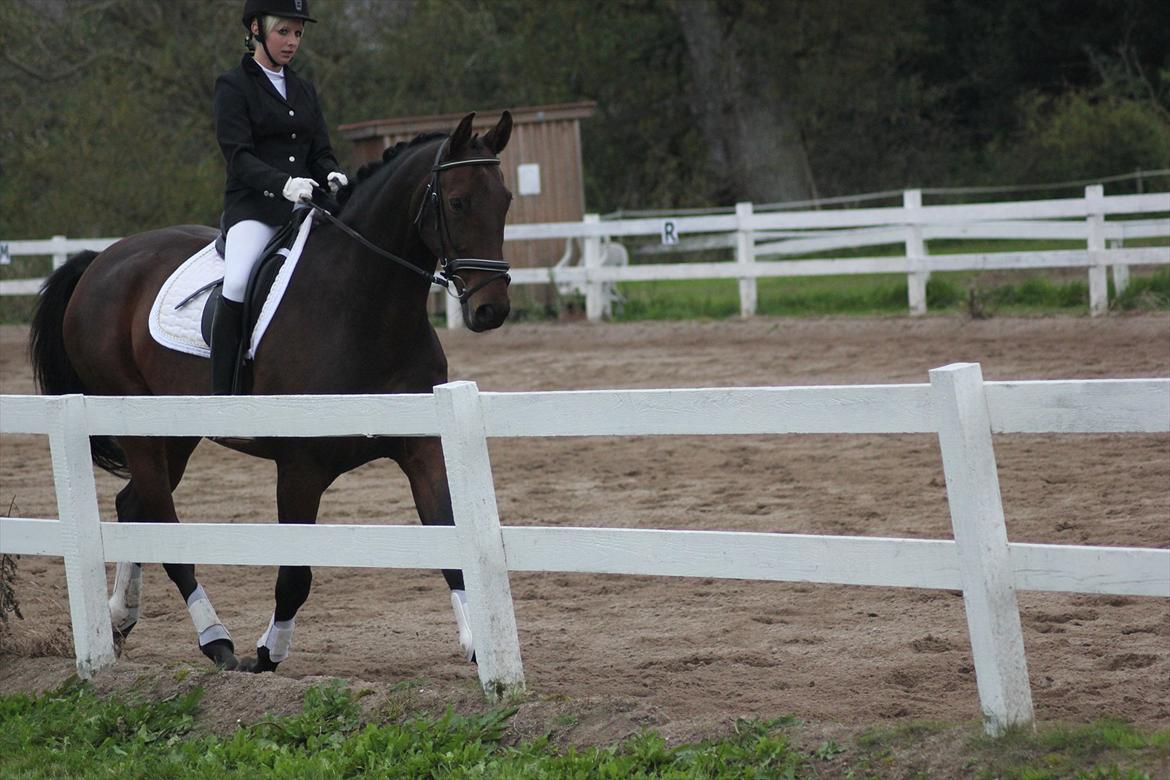 Dansk Varmblod Rubellit billede 16