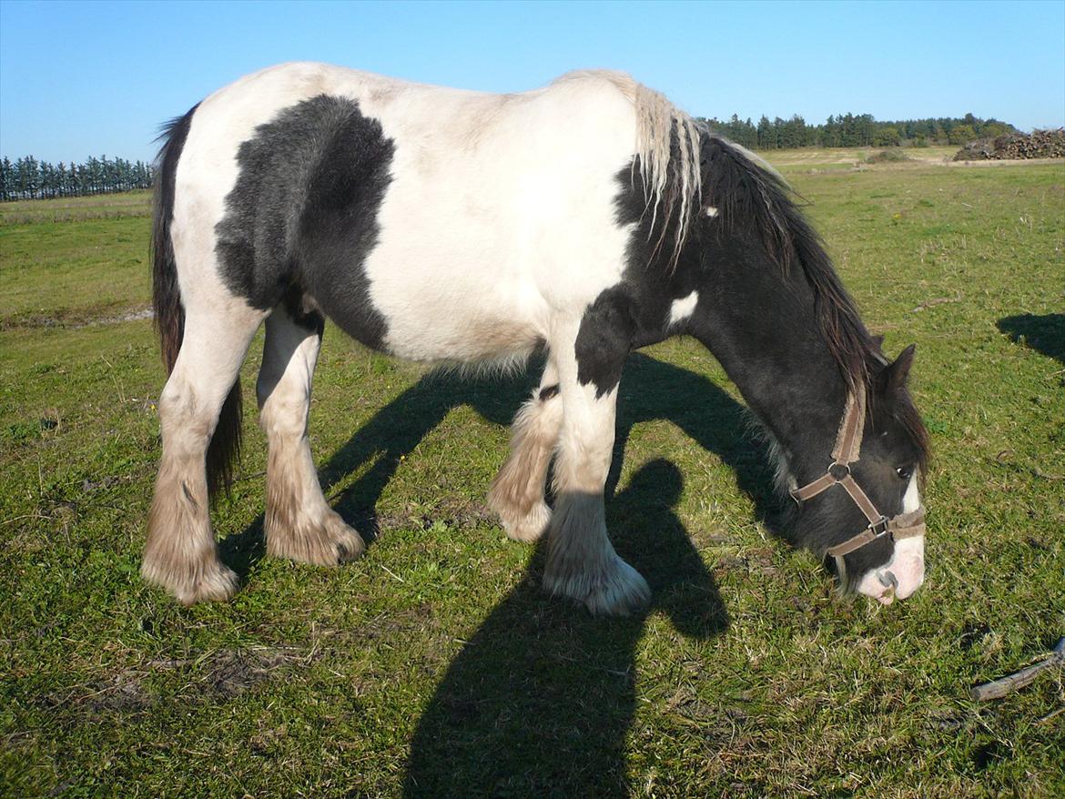 Irish Cob Schakesspeer billede 16