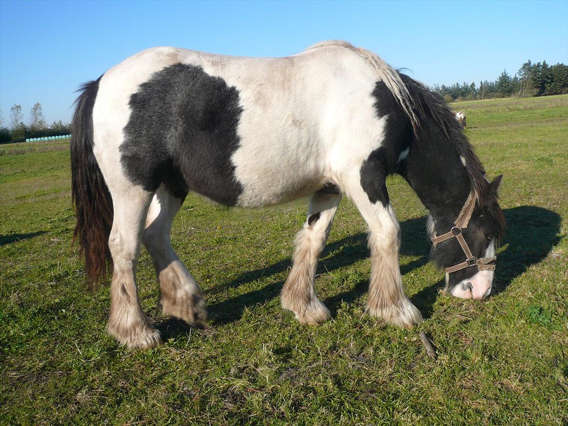 Irish Cob Schakesspeer billede 11