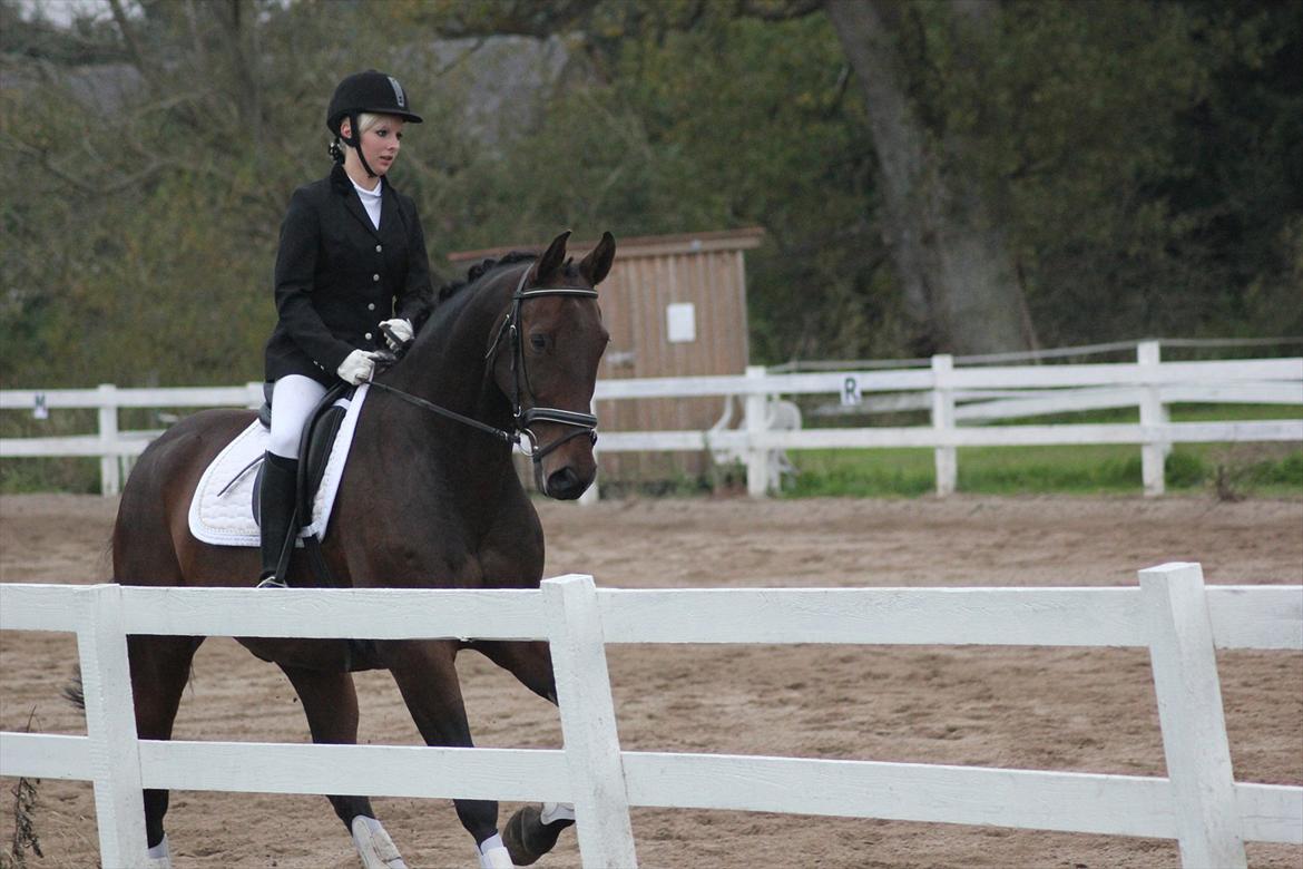 Dansk Varmblod Rubellit billede 17