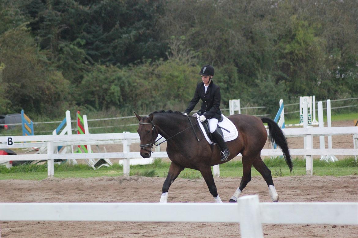 Dansk Varmblod Rubellit billede 18