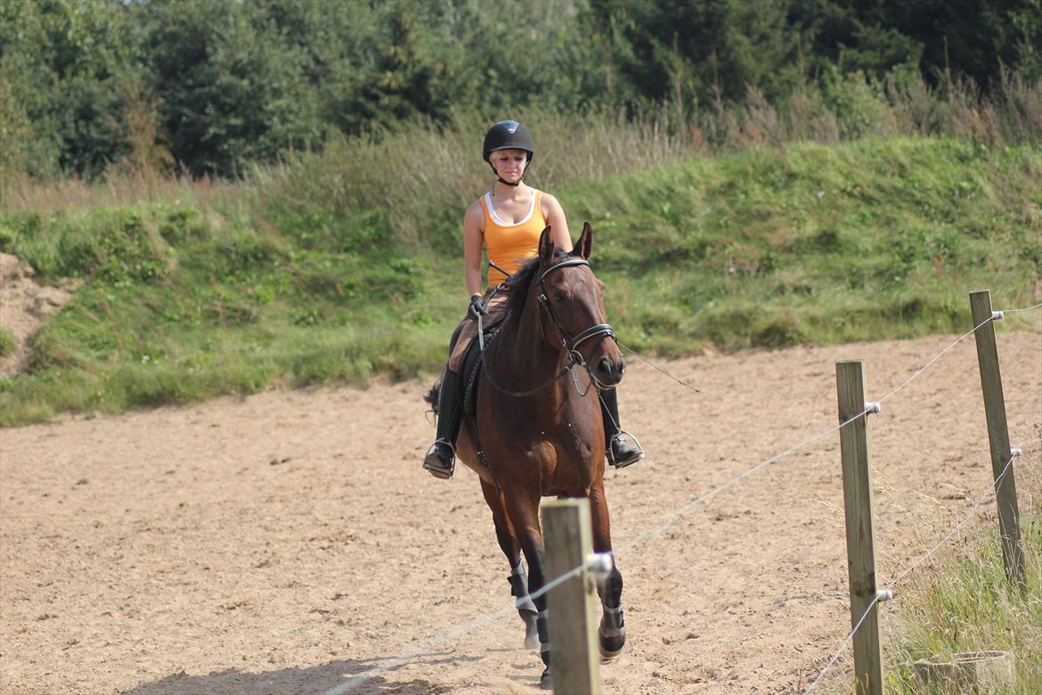 Dansk Varmblod Rubellit billede 13