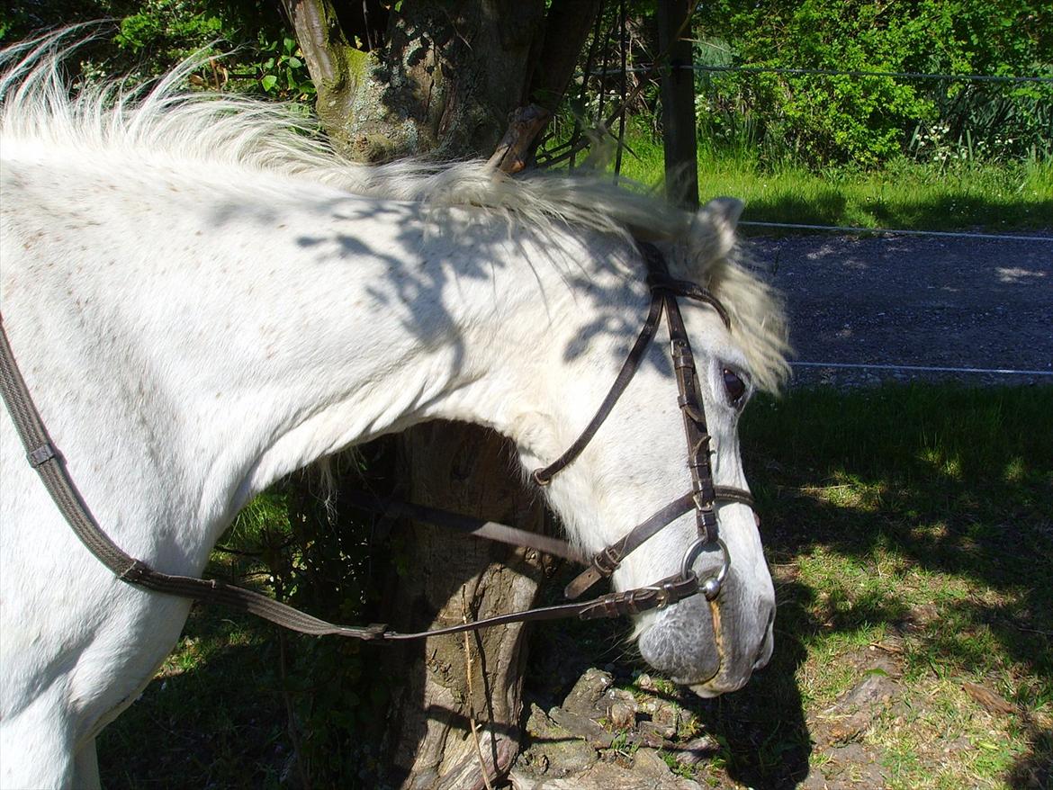 Welsh Mountain (sec A) Bianca billede 2