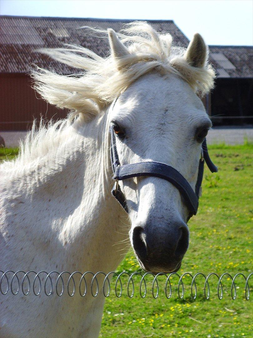 Welsh Mountain (sec A) Bianca - Smukke Bianca elsker dig snuske basse billede 1