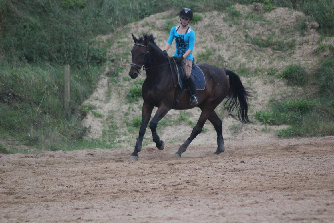 Dansk Varmblod Rubellit billede 6