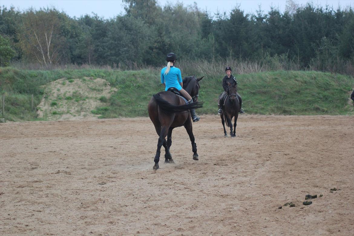 Dansk Varmblod Rubellit billede 19