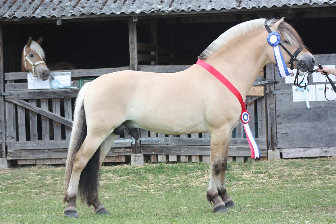 Fjordhest Laust Halsnæs - DANMARKSMESTER & NORDISKMESTER - 24 point + Ærespræmie 
- På Det Fynske Dyrskue 2011
Ydermere vinder af brugsprøven på tværs af racer og nr. 2 i fælles konkurrencen om skuets bedste hingst. billede 3