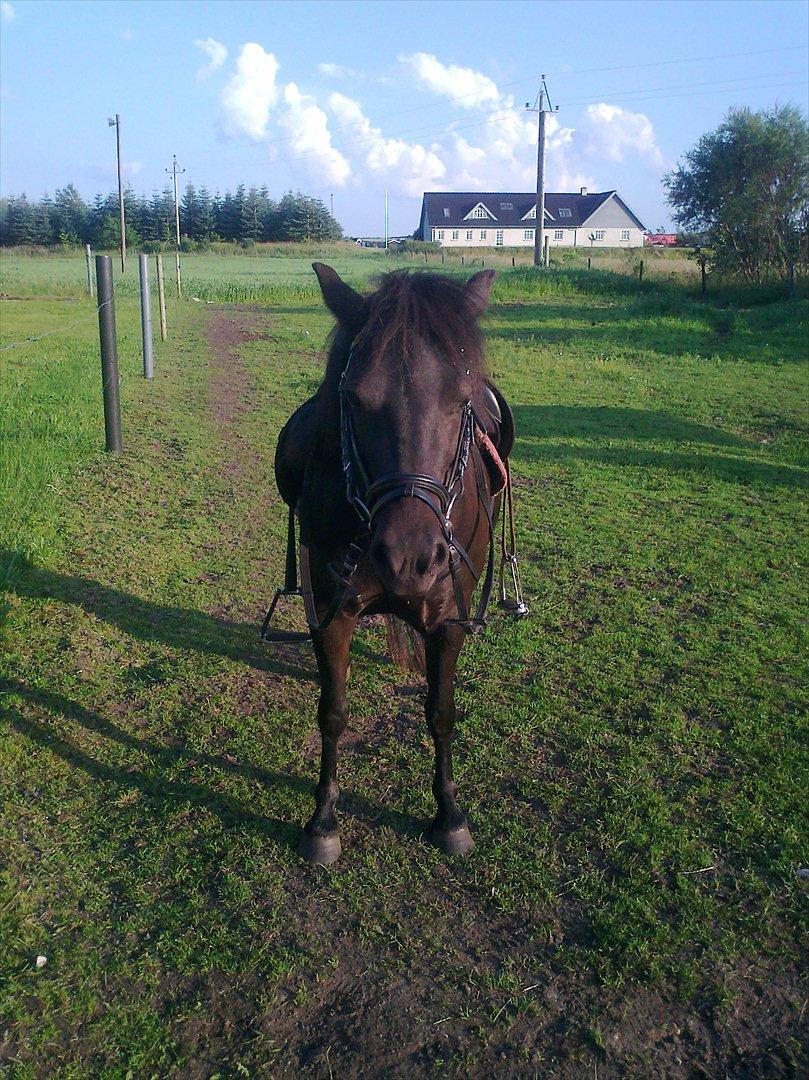 Anden særlig race Pony(Rider) - Velkommen til ponys profil;-) billede 1