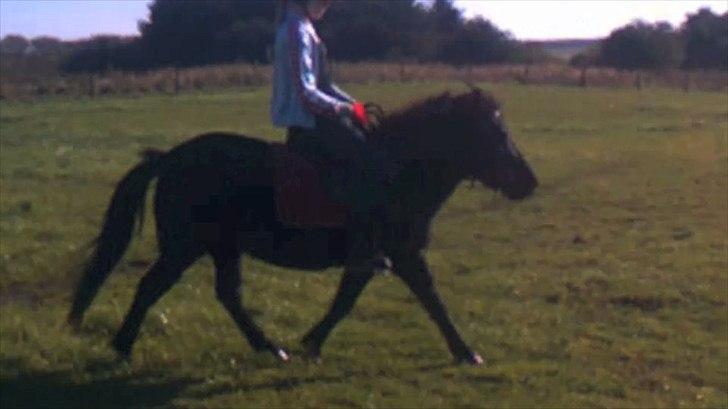 Anden særlig race Pony(Rider) billede 3