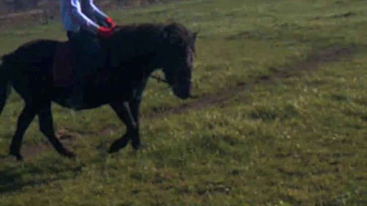 Anden særlig race Pony(Rider) billede 6