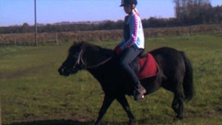 Anden særlig race Pony(Rider) billede 7