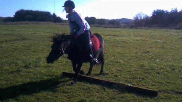 Anden særlig race Pony(Rider) billede 10