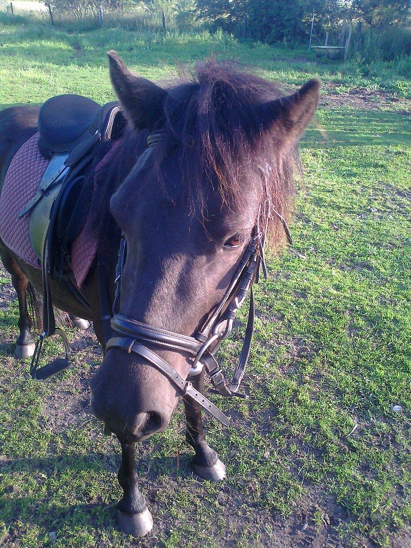 Anden særlig race Pony(Rider) billede 13