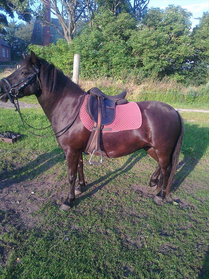 Anden særlig race Pony(Rider) billede 14