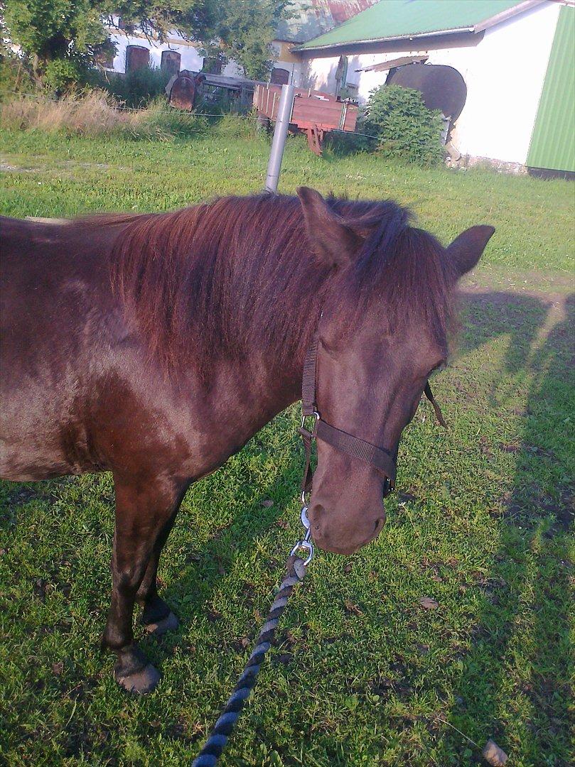 Anden særlig race Pony(Rider) billede 15