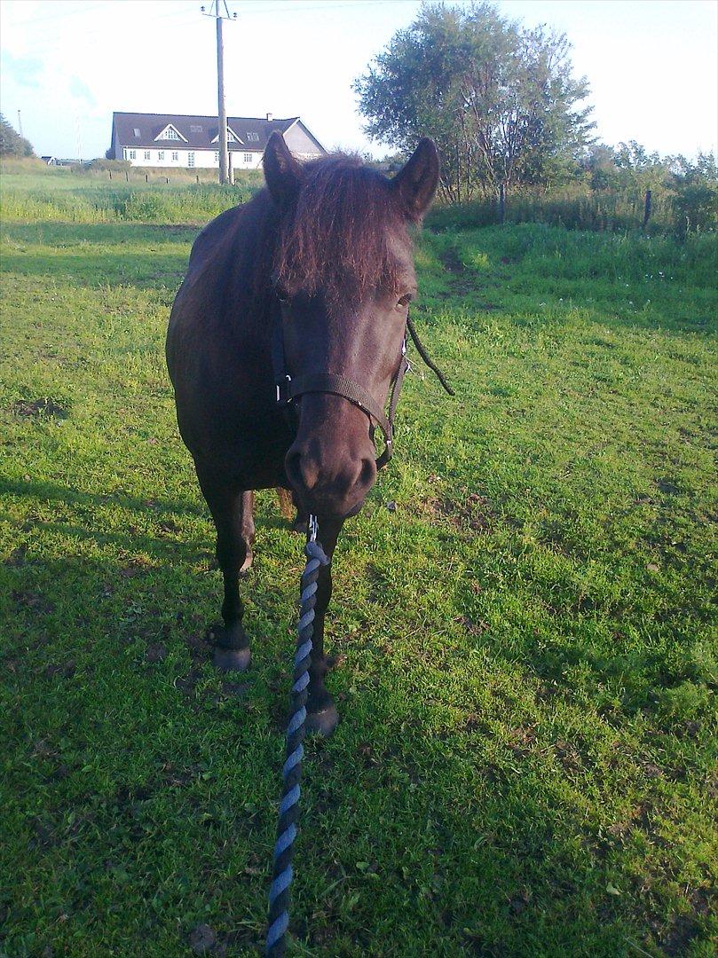 Anden særlig race Pony(Rider) billede 17