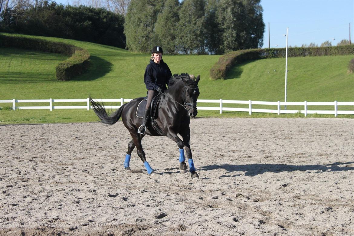 Trakehner Bolero  billede 15