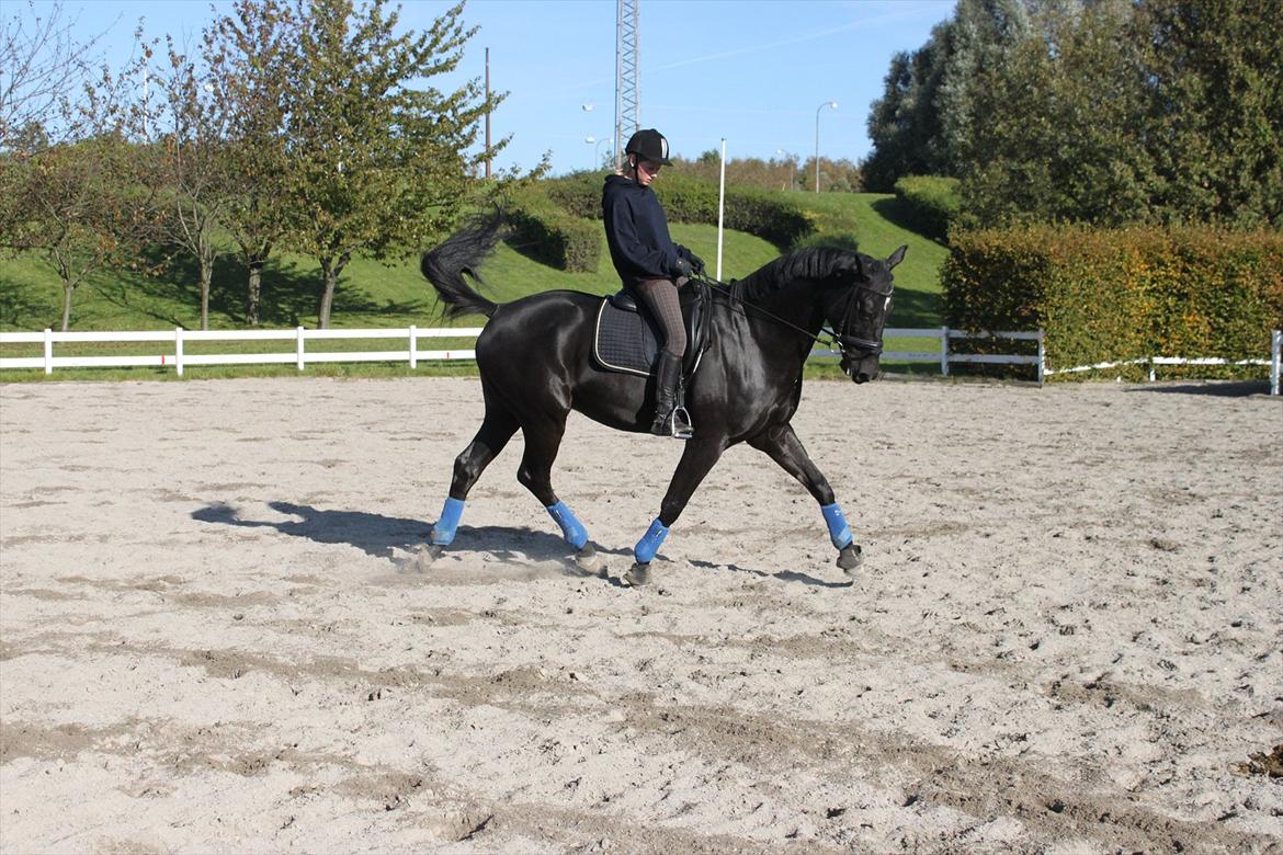Trakehner Bolero  billede 16