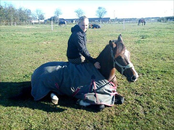 Anden særlig race Bonette  - Tillid?<3 billede 24