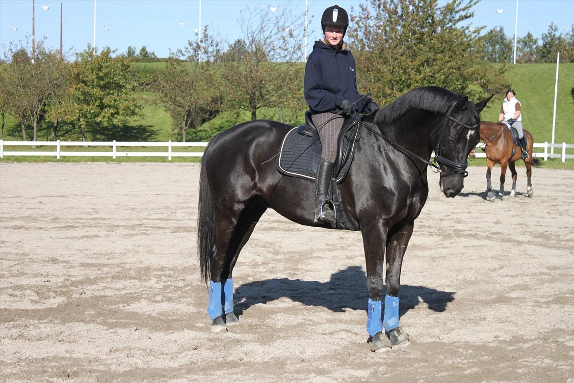 Trakehner Bolero  billede 1