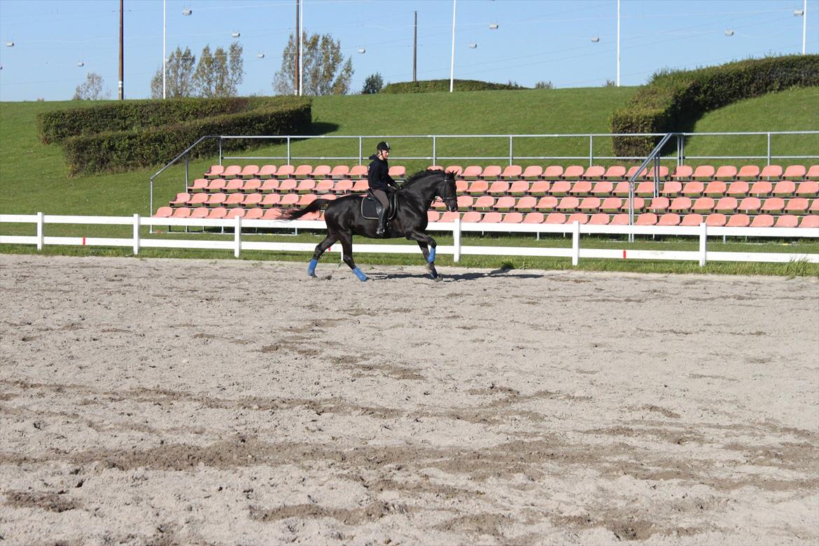 Trakehner Bolero  - Fri gallop  billede 19