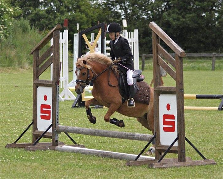 Welsh Pony (sec B) Rødsandsgaards Beauty billede 13