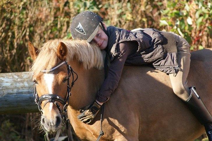 Welsh Pony (sec B) Rødsandsgaards Beauty billede 2