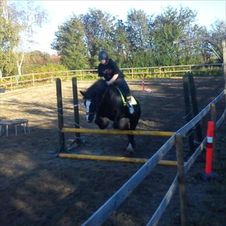 Irish Cob Esmeralda billede 12