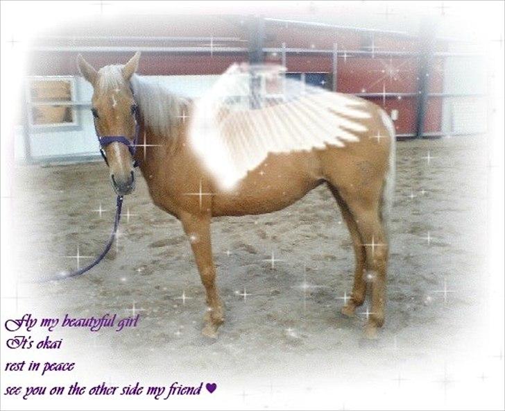 Cruzado Carbosa R.I.P miin elskede hest - det okai du tager af sted skat jeg ved vi ses igen ville helst have du blev her hos mig til jeg en dag skulle afsted men jeg håber du vil gå din e egne veje bare lov mig at være der når jeg kommer billede 3