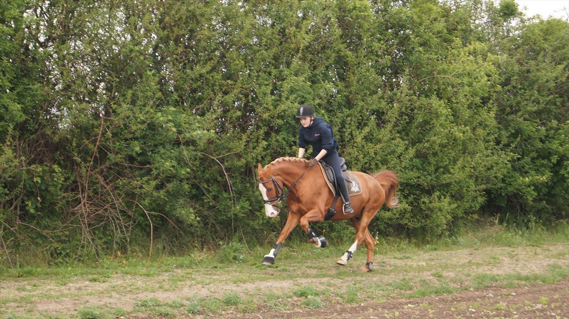 Anden særlig race Speedy's Amigo - Yiiiiii, nu blev han frisk! billede 9