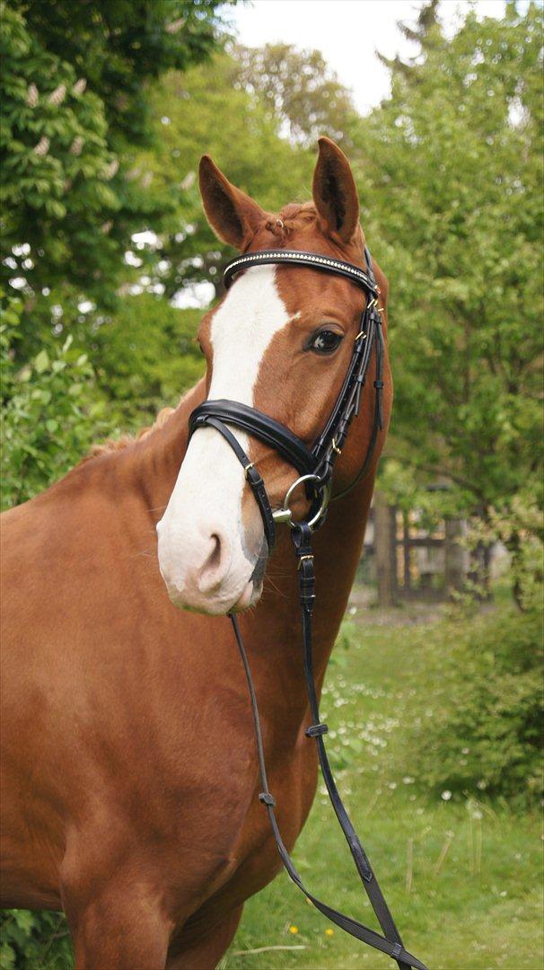 Anden særlig race Speedy's Amigo - Hvor er jeg glad for det blev dig og mig Speedy!  billede 15