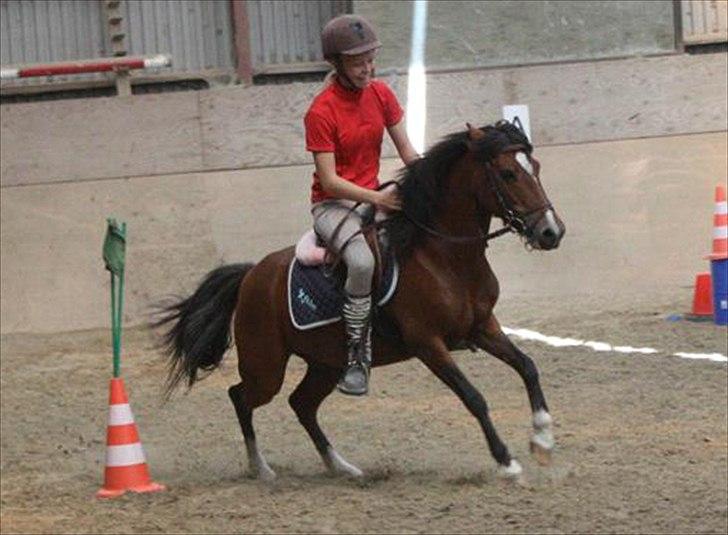 Welsh Partbred (Sec F) Cookie - Ridelejr 2011 - Ponygames
FOTO: Anne-Sofie Luther billede 2